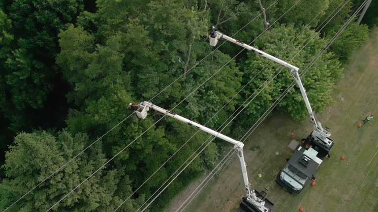 Best Hazardous Tree Removal  in Euclid, OH