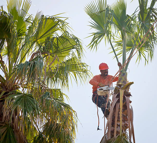 Best Tree Cabling and Bracing  in Euclid, OH