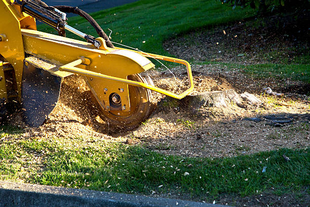 Best Artificial Turf Installation  in Euclid, OH